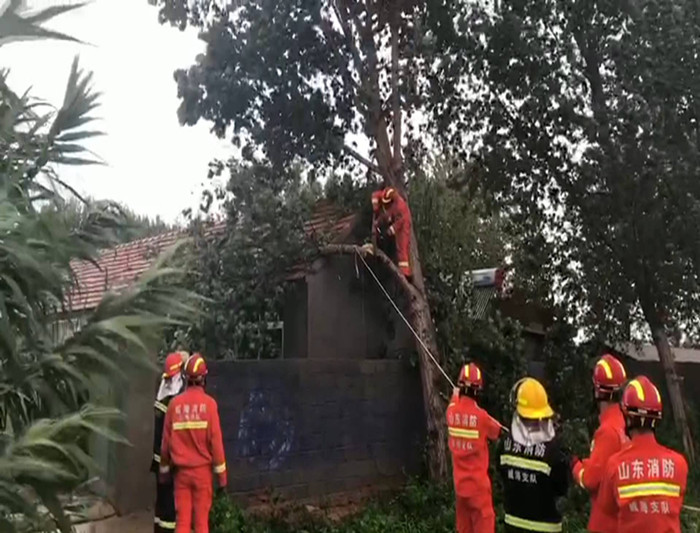 42秒丨大树倾斜险压塌民宅 威海消防员爬上树切割消除危机