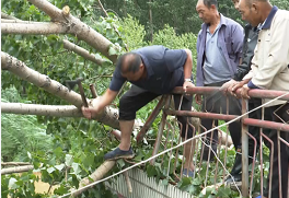 45秒丨大风吹倒大树砸中村民房屋 村里组织党员干部协助救援
