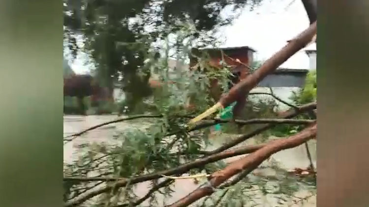 25秒丨受台风影响树木被刮倒 滨州一村干部发现险情冒雨处理