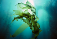 吸收高校院所科研力量 荣成筹划成立海藻产业科技创新发展服务联盟