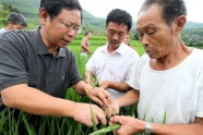 玉米、花生、大豆……潍坊市发布灾后生产管理技术指导意见