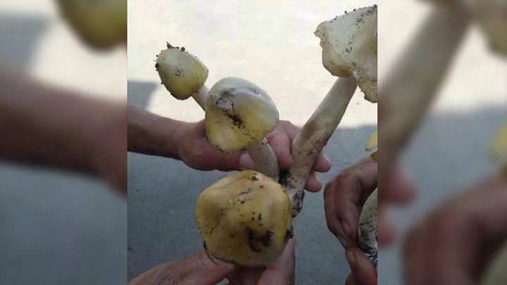 痛心！淄博一家三口蘑菇中毒追踪 36岁继父不幸去世