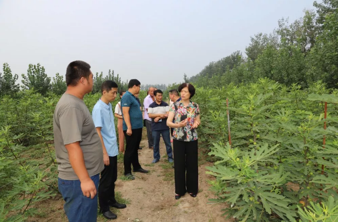 广饶县政协主席孙翠秀到广饶经济开发区东常村,西高村