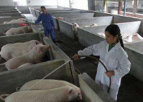 引入工商资本、加大财政补贴 潍坊投资70多亿元扩大生猪产能381万头