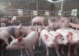 山东市场监管部门全面开展排查 检查猪肉产品生产经营单位19万家次
