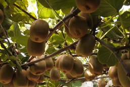 32秒丨枣庄峄城百亩猕猴桃喜获丰收 俏销市场成农民致富“香饽饽”