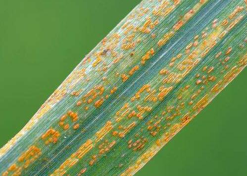 山东农大科研团队成功克隆小麦抗条锈病新基因