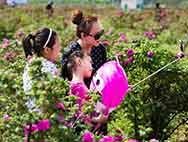 打造城市名片！济南平阴将打造10万亩玫瑰种植基地