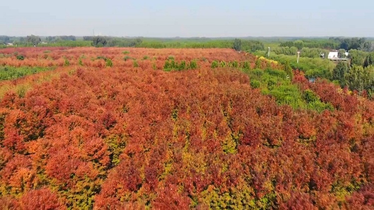 晒晒我家的红叶丨56秒航拍济宁千亩枫林 火红一片成秋游热门景点