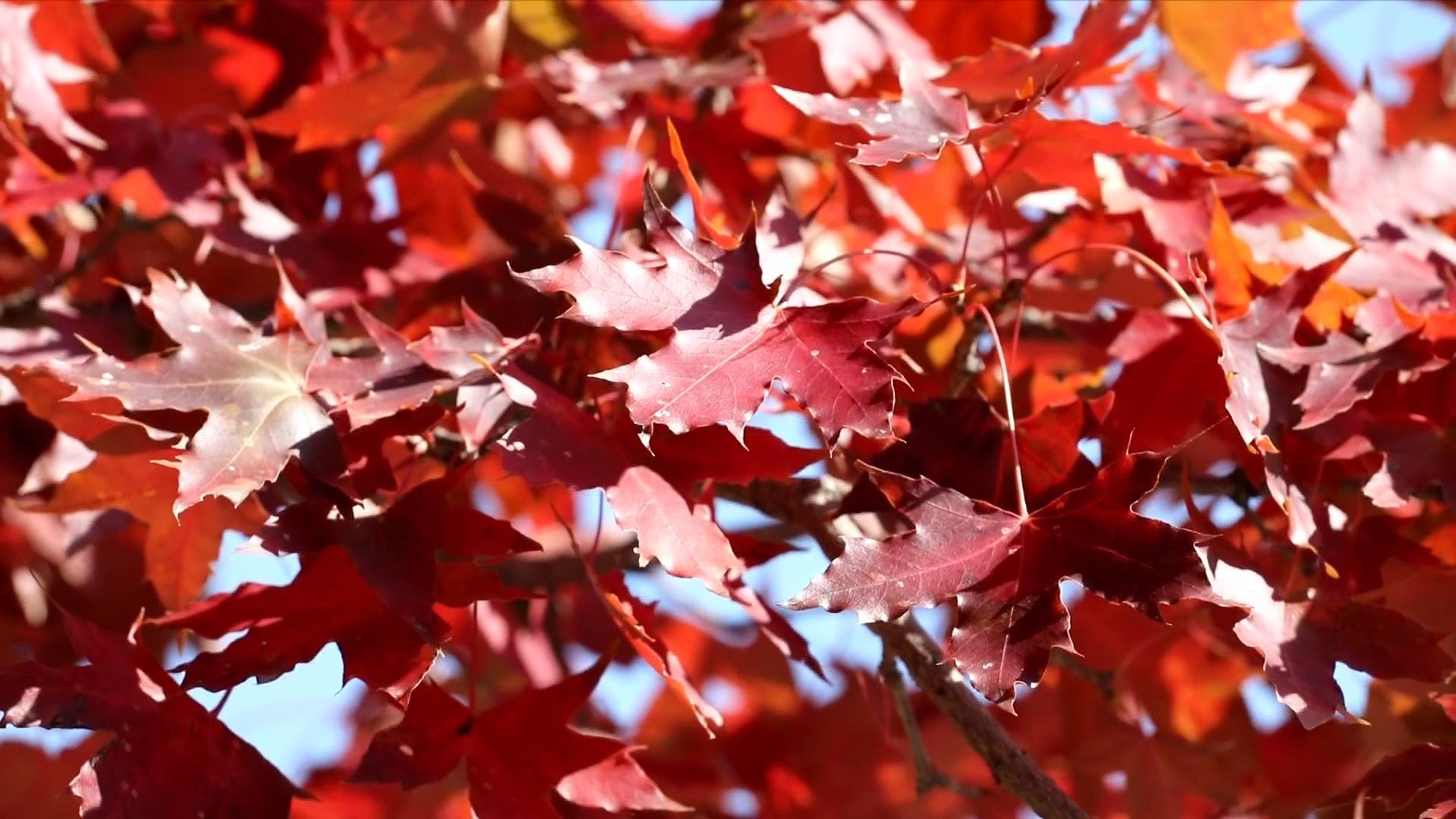 晒晒我家的红叶丨烟台红叶漫山坡！莱州寒同山深秋美景撩人