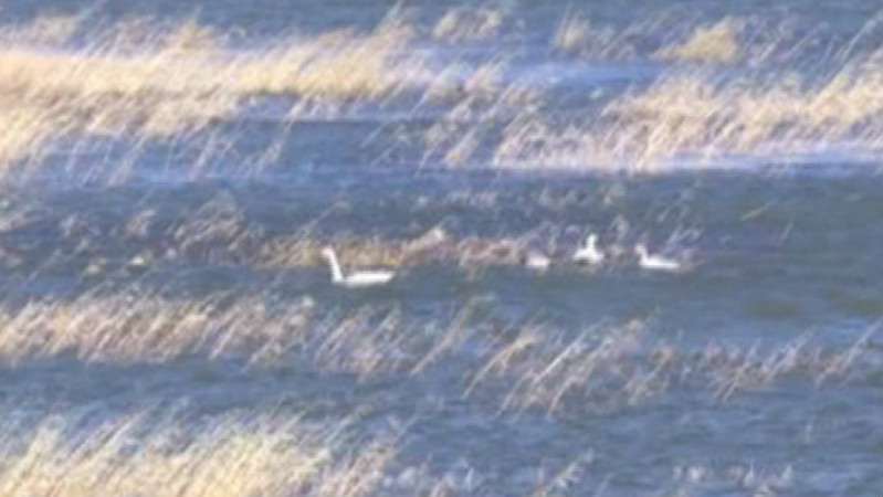 28秒丨美丽的白天鹅受伤掉队 森林公安民警救助后放归自然