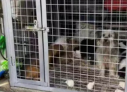 为居民消除安全隐患 泰安城区10天25只流浪犬被捕捉收容 
