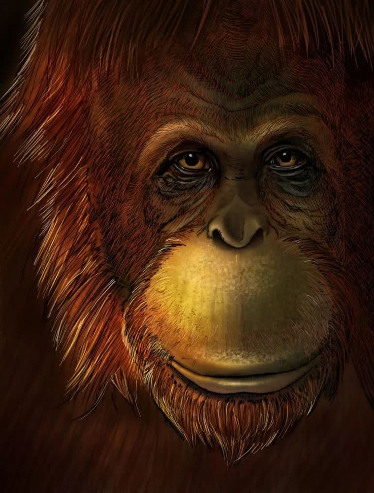 巨猿与亚洲猩猩是亲戚！山大教授在《自然》发文论证这一关系