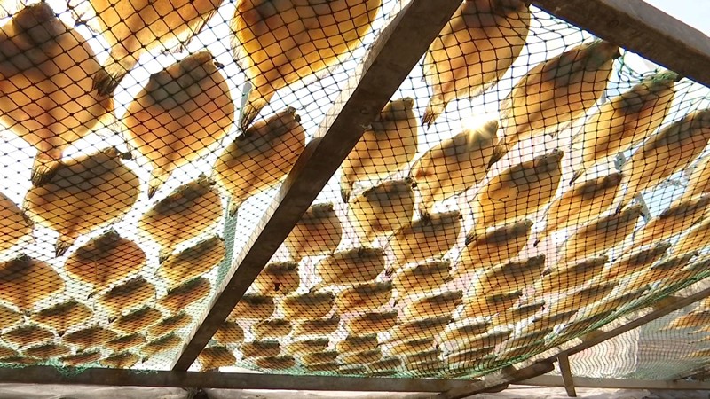 54秒|吃货看过来！ 金沙官网探访澳门金沙平台渔村，带你看美味的“甜晒鱼”如何做成