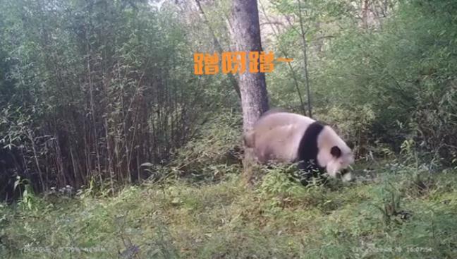 野生大熊猫“树上排尿”视频走红 留体液标记领地帮自己“导航”