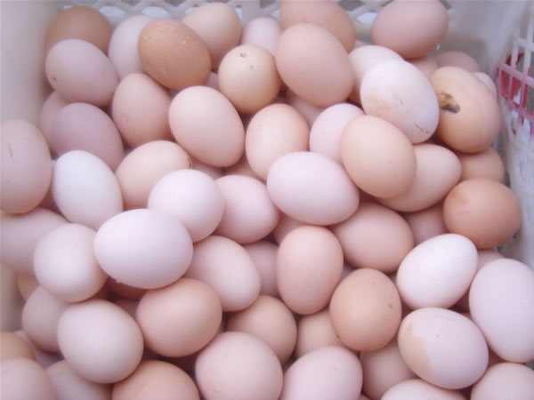 问政追踪｜威海百吨鸡蛋被销毁已达成32万元赔偿协议