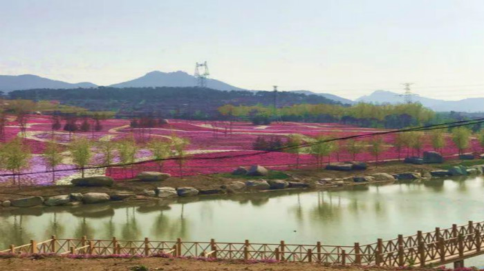 威海市文登区界石镇百亩芝樱花迎来最佳观赏时期