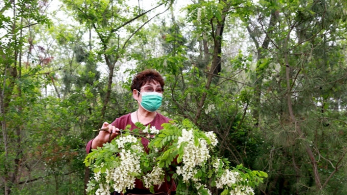 威海市文登区首届青龙夼"五月槐花香"槐花节在文登区宋村镇开幕