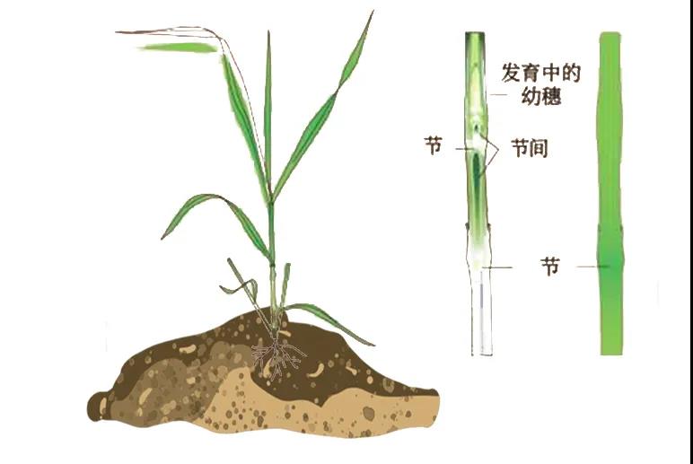 一粒小麦怎么长大的,你知道吗?