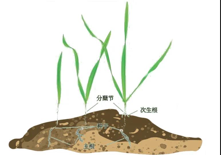 是中国麦作文化的发源地,暖温带季风气候为优质小麦的种植与生长提供