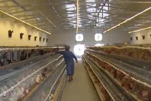 中央环保督察在山东 | 济南：搬迁科研养鸡场 还市民清新环境