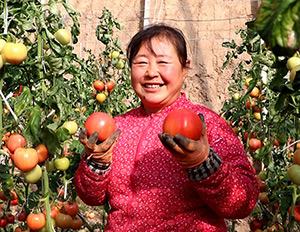 德州“十八罗汉”大棚里种番茄 人人都是乡村振兴生力军
