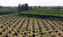 滨州惠民：苗木产业产值突破20亿元