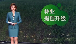 菏泽单县：林业提档升级 推动生态振兴