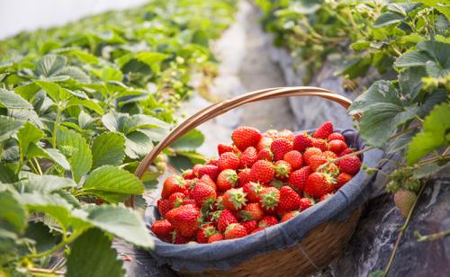 “历城草莓”成济南十大特色农业产业