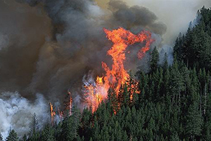凉山森林火灾救援中发生的“林火爆燃”是什么？