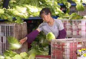 平均菜价涨1角 比去年同期低3分 “利奇马”对寿光蔬菜大棚和蔬菜价格影响甚微