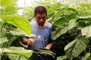 灾后积极恢复生产 寿光孙家集菜农卖出台风过后的第一茬黄瓜