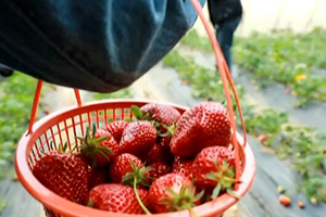 乡村追梦人丨“草莓”书记“取经”记：发展草莓经济 5年摘“穷”帽