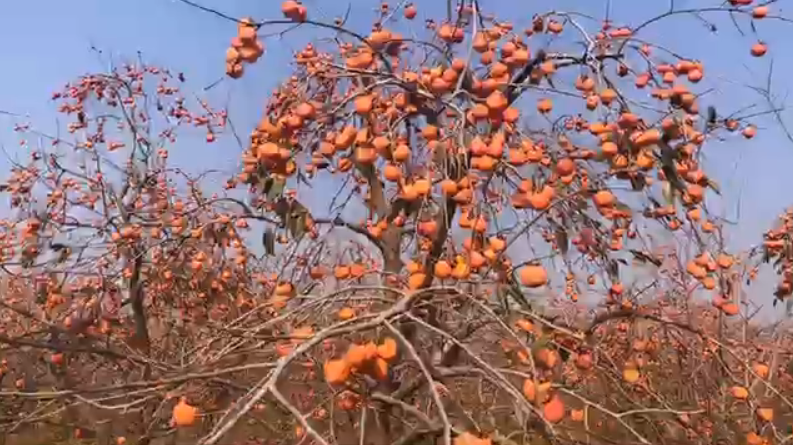 济南：柿子滞销二十万斤 愁坏果农