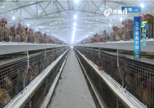 肥城：畜牧企业复产复工 黄羽肉鸡每天供应6万多只