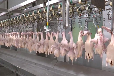34秒丨泰安一企业尽量最大化生产 保障周边生鲜鸭肉供应