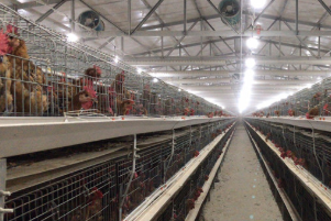 直播：肥城畜牧企业复工 黄羽肉鸡生产供应足