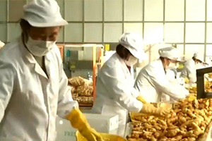 央视《新闻直播间》：中国向新西兰出口首批生姜 产自山东潍坊