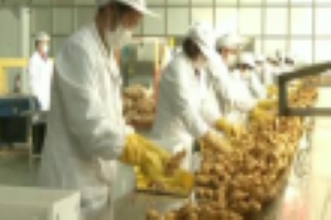 央视《新闻联播》：我国向新西兰出口首批生姜21.6吨 全部产自山东