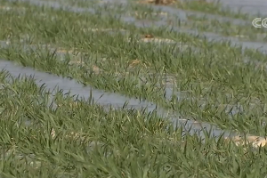 央视《朝闻天下》：冬麦区的河北、山东等地灌区已经全部开始灌溉