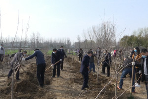 潍坊奎文区举行春季义务植树活动 500余株苗木“搬新家”