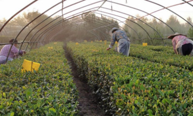 泰安北崖村：农民有了“新职业”，小茶叶托起脱贫增收希望