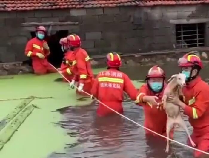 消防员积水中4小时接力救出140只羊