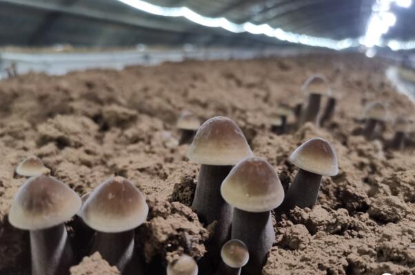 改变传统产业模式 菏泽定陶菌菇小产业中的大名堂