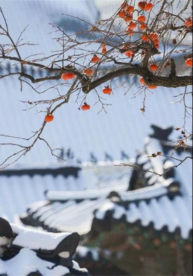 今日小寒晚来天欲雪能饮一杯无