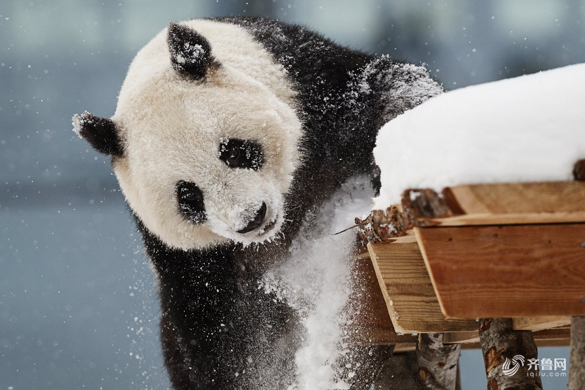 赴芬兰大熊猫异国过年雪中玩耍倒挂金钩