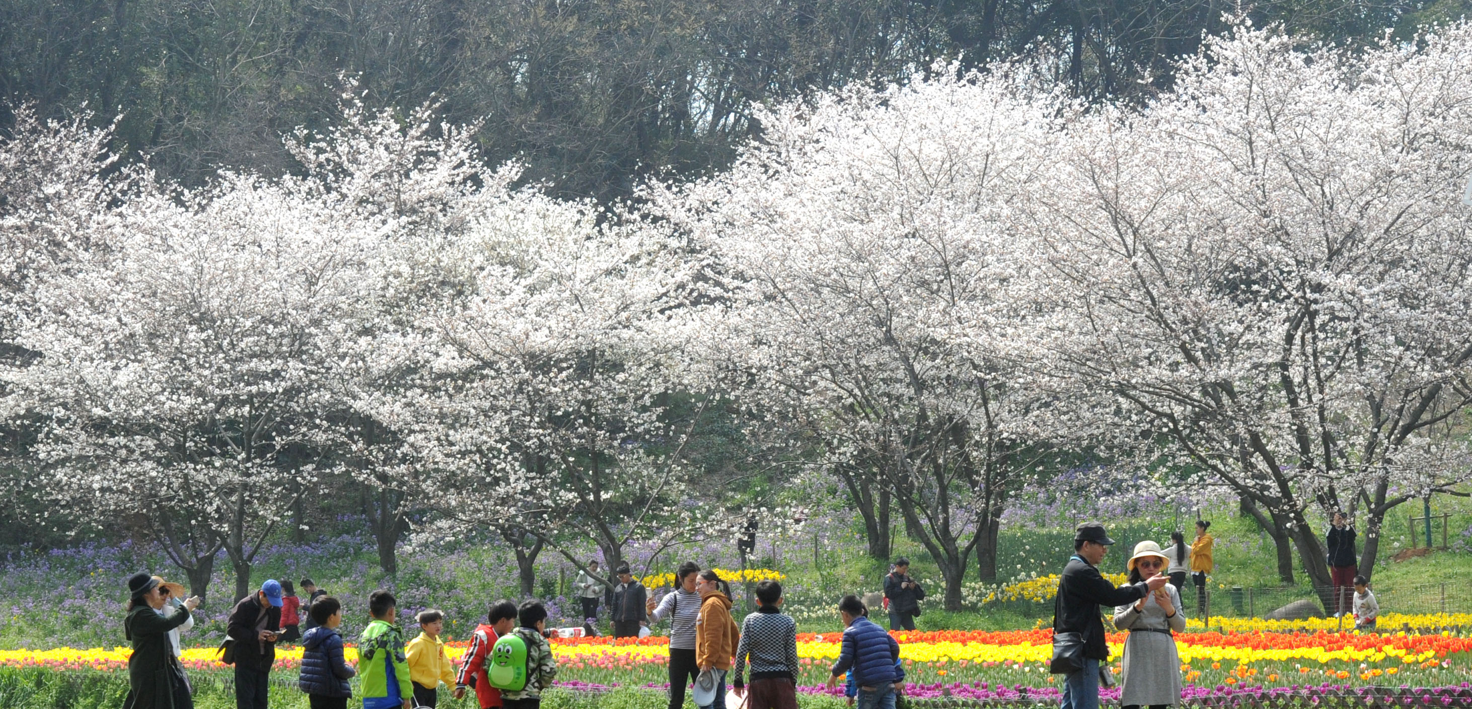 摄)↑3月24日,游客在江苏省常州市春秋淹城景区观赏樱花