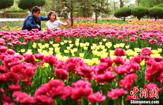 4月10日,河北石家庄植物园两位青年在花丛中拍照.