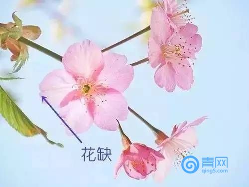 杏花,桃花,梨花,樱花傻傻分不清楚?学学吧