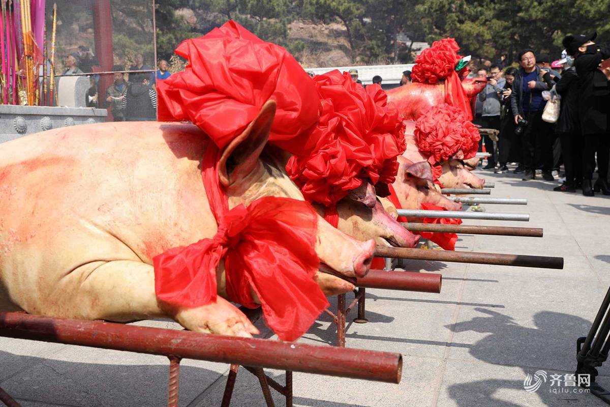 整条猪摆成一排威海渔民谷雨这样祭海祈福